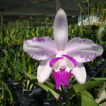 Cattleya intermedia